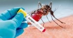 ЖССТ денге касаллигига қарши янги вакцинанинг дастлабки квалификациясини амалга оширди