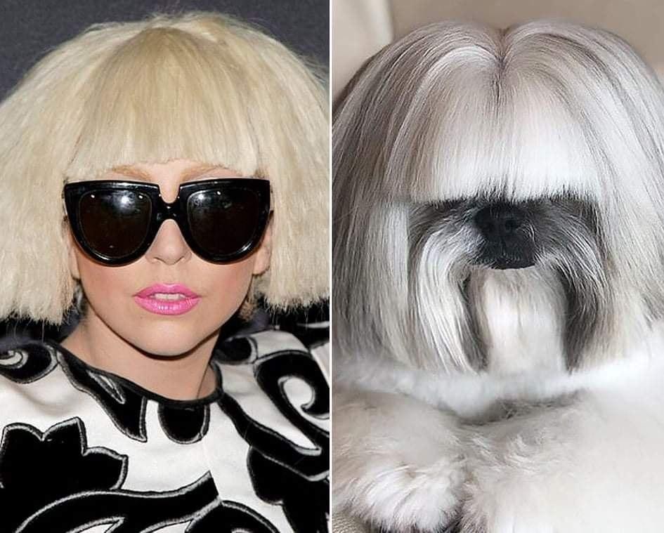 Chochqa jinsiga aylaning