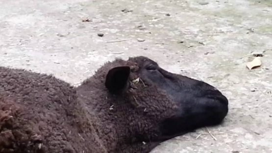 Тошкентда чорва молларини сўйиш билан ноқонуний шуғулланган шахс ушланди Тошкентда чорва молларини сўйиш билан ноқонуний шуғулланган шахс ушланди