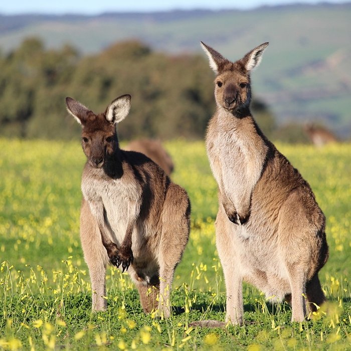 Avstraliyada kenguruning 3 ta yangi turi topildi