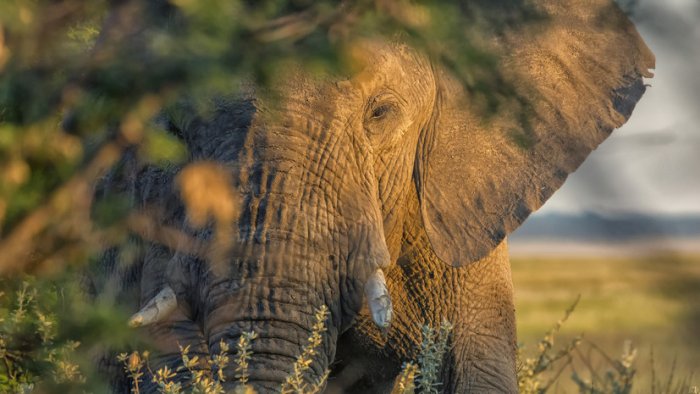 Филлар тўдаси машҳур виночини топтаб ташлади