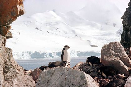 Антарктида яқинида кучли зилзила юз берди