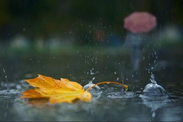 Ўзбекистонда ҳафта давомида яна ёмғирли кунлар бўлади