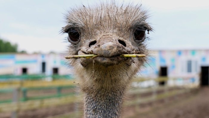 Kanadada 400 ta tuyaqush "o‘limga hukm qilindi"