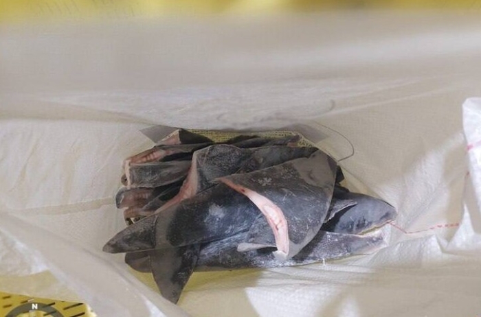 Braziliyada 28 tonna akula musodara qilindi