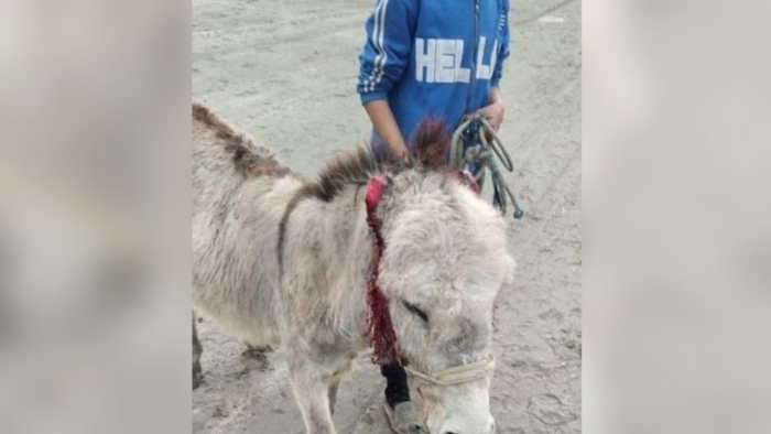 Buxoroda eshakning quloqlarini kesib tashlagan erkak 15 kunga qamaldi