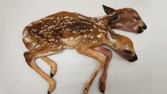 Икки бошли кийик боласи топилди