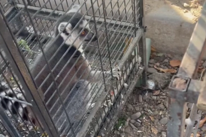 Тошкентда нодир лемурнинг ноқонуний савдосига чек қўйилди