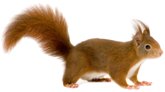 Машинага олмахонлар “ҳужум қилишди”