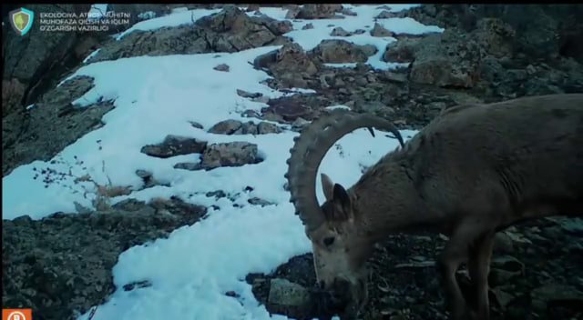 Видеоқопқонга Сибир тоғ эчкиси табиат қўйнида юргани муҳрланди