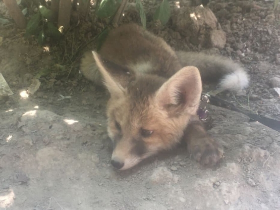 O‘zbekistonda e’lonlar saytida tulki bolasi sotuvga qo‘yildi