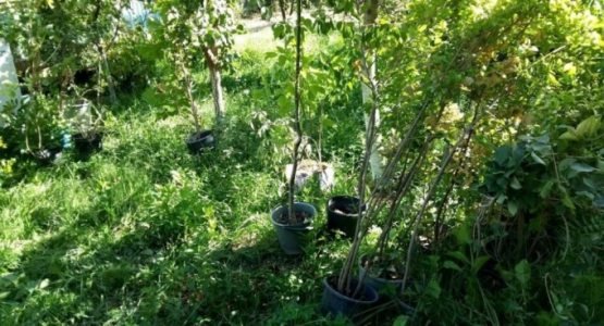 Яшил қопламалар барпо этилмоқда