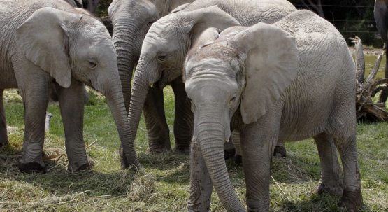 Namibiya hukumati 170ta filni sotuvga chiqardi