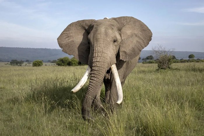 Кенияда филлар озиқ-овқат ва ичимлик суви учун одамлар билан рақобатлашмоқда