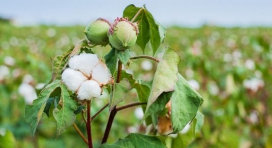 Ikki kishi sohilda sikishmoqda Blondlar va qoramagizlarning yalangoch fotosuratlari