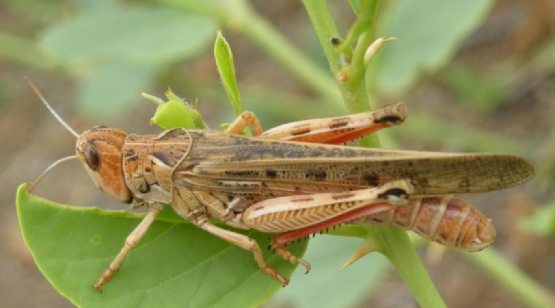 Anilingus fisting porno