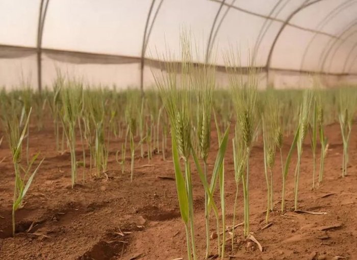 Rossiyalik olimlar “Mars tuprog‘i”da arpa o‘stirishga muvaffaq bo‘ldi