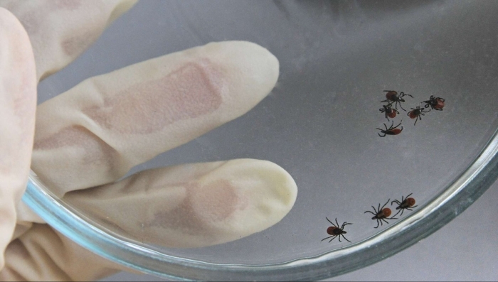 Qrim-Kongo gemorragik isitmasi bo‘yicha O‘zbekistondagi vaziyat ma’lum qilindi