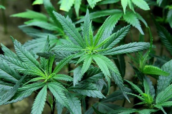 Виржиния марихуанани қонунийлаштиришни қўллаб-қувватлаган биринчи жанубий штатга айланди