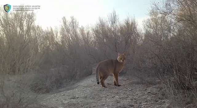 “Janubiy Ustyurt” milliy tabiat bog‘ida to‘qay mushugi fotoqopqonga muhrlandi