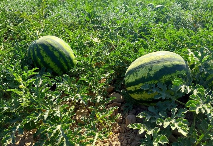 Қашқадарёда эртапишар тарвуз экспортга тайёр бўлди