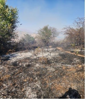 Bo‘stonliqdagi tog‘lar yonayotgani yo‘q — FVV