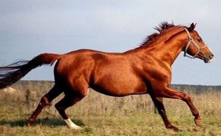 Xorazmdan Xudoybergan Devonov otlari topildi