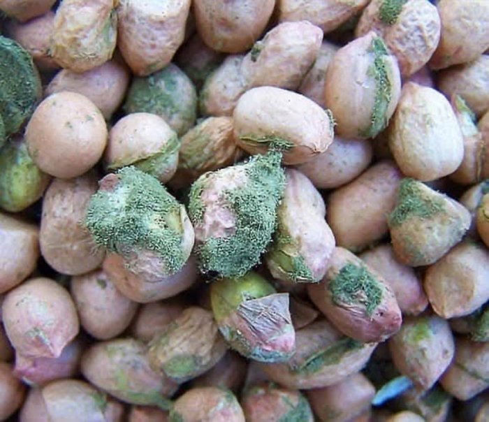 Ғазода эҳтимолий биологик уруш иддаоси: БМТдан тезкор текширув талаб қилинмоқда