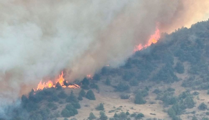Toshkent viloyatidagi Chotqol davlat biosfera qo‘riqxonasida yong‘in sodir bo‘ldi