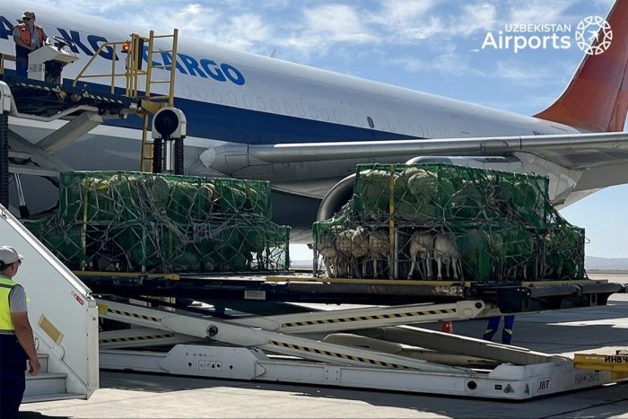 Ўзбекистонга Мўғулистондан ҳаво орқали қўйларнинг биринчи партияси етиб келди