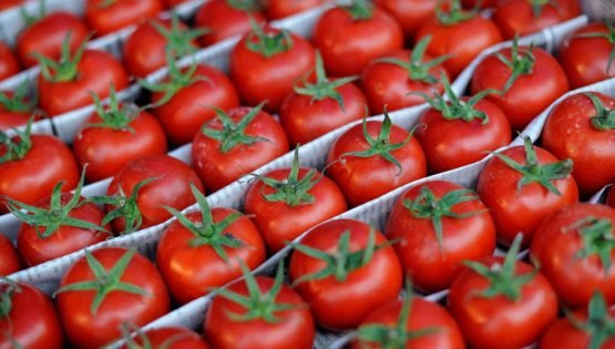 Rossiya Toshkent viloyatidan pomidor va qalampir yetkazib berishda cheklovlarni joriy qildi