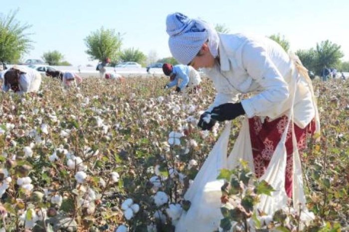 Surxondaryoliklar respublikada birinchi bo‘lib paxta rejasini bajardi