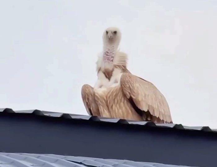 Тошкентда учиб юрган калхат ҳайвонот боғига қайтарилди