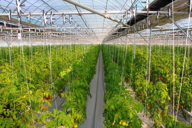 Тошкентдаги иссиқхоналар Сурхондарёга кўчирилади