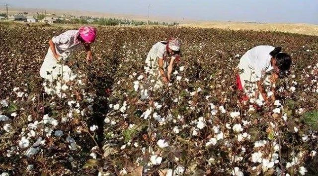 Мажбурий меҳнатга йўл қўйган 8 нафар мансабдор жазоланди