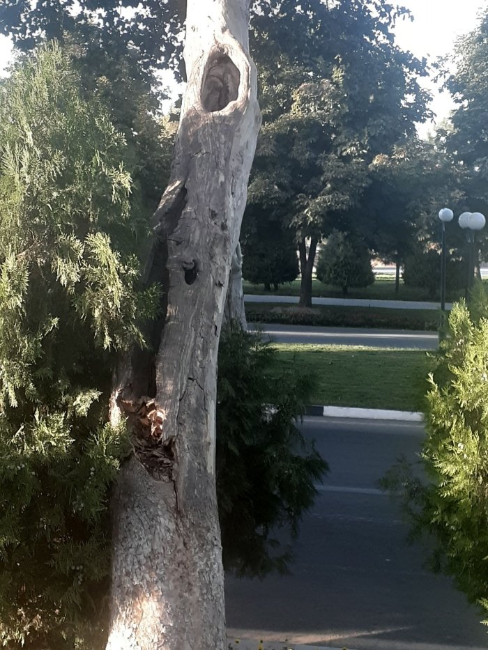 Samarqandning "Bulvar"ida yaroqsiz holga kelgan chinorlar kesilgani ma’lum bo‘ldi (FOTO)