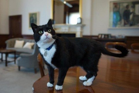 Eng buzilgan mushuklar Eng buzilgan mushuklar