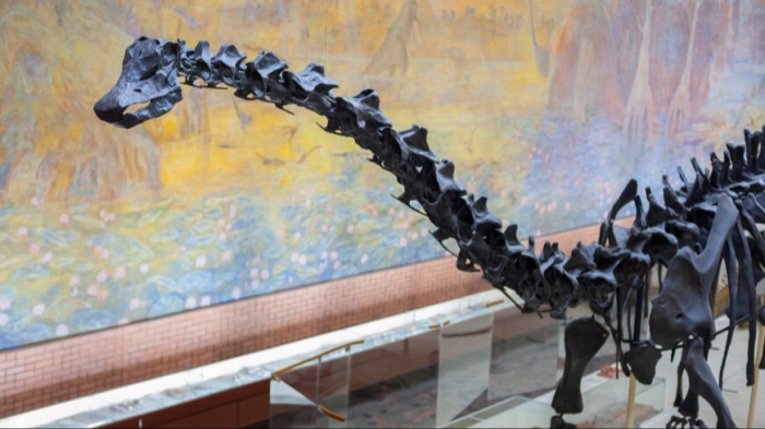 Janubiy Amerikada dinozavrning yangi turi aniqlandi Janubiy Amerikada dinozavrning yangi turi aniqlandi