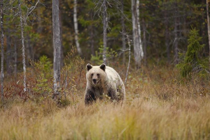 Канадада айиқ ҳужуми оқибатида 11 киши жароҳатланди