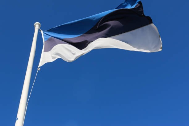 Porno mushuk igna bilan mixlangan