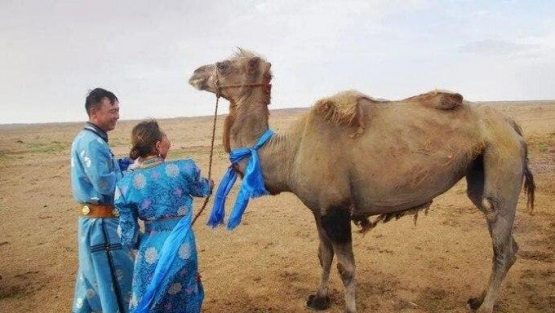 Сотиб юборилган туя ўзининг эски хўжайини олдига 100 километр йўл босиб қайтиб келди Сотиб юборилган туя ўзининг эски хўжайини олдига 100 километр йўл босиб қайтиб келди
