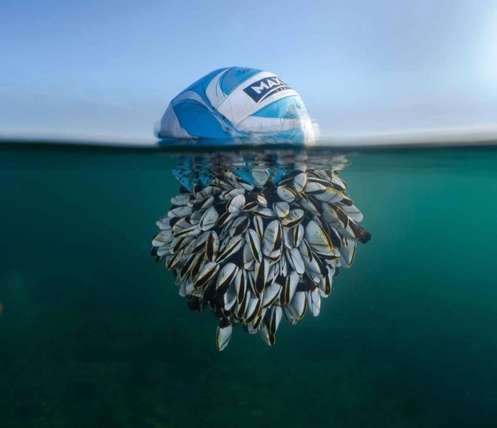 «2024 British Wildlife Photographer of the Year»  yovvoyi tabiat fotosuratlari mukofoti g‘olibi aniqlandi