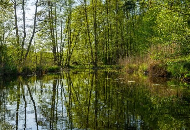 Полша ва Финляндия ўз чегараларидаги ботқоқликларни тикламоқчи