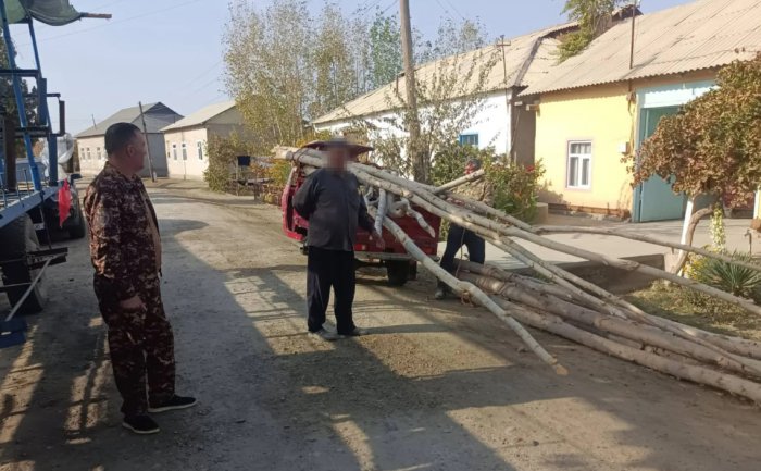 Buxoroda fermer xo‘jaligi rahbari 17 tup terak daraxtini kesib tashladi
