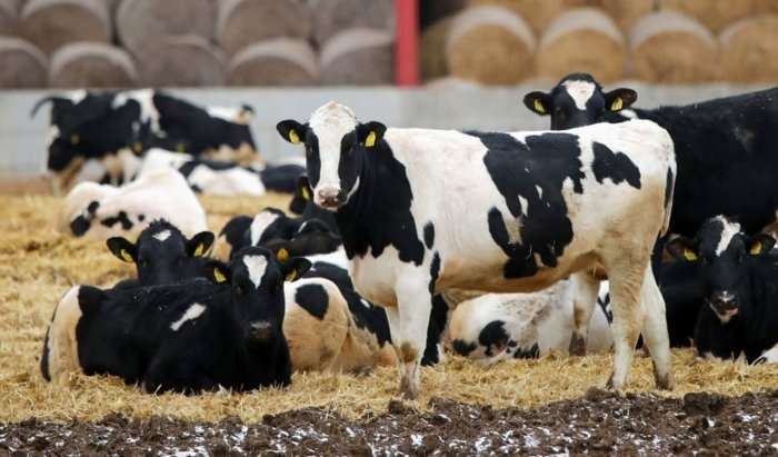 Сибирда қорамоллар оммавий сўйилмоқда