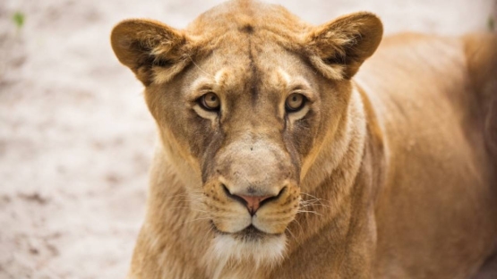 Xorijiy porno videolarni tomosha qiling