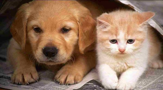 30 noyabr - Xalqaro uy hayvonlari kuni