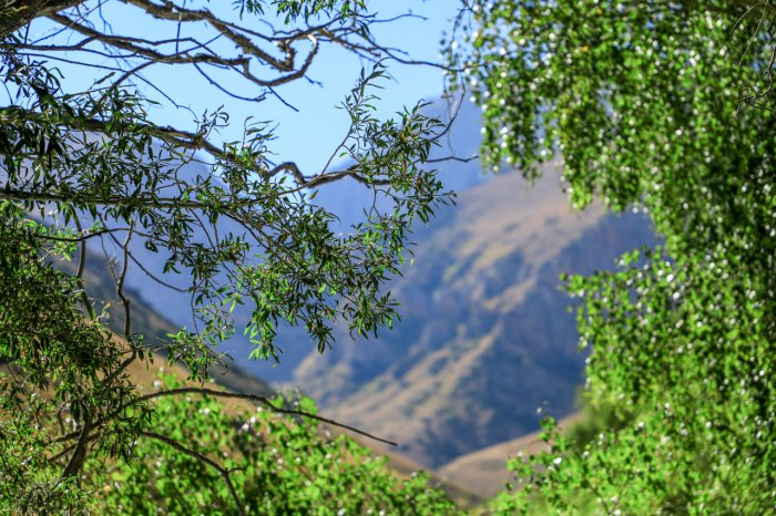 Ўзбекистонда “Яшил замин яратувчилари” эко-марафони ўтказилади