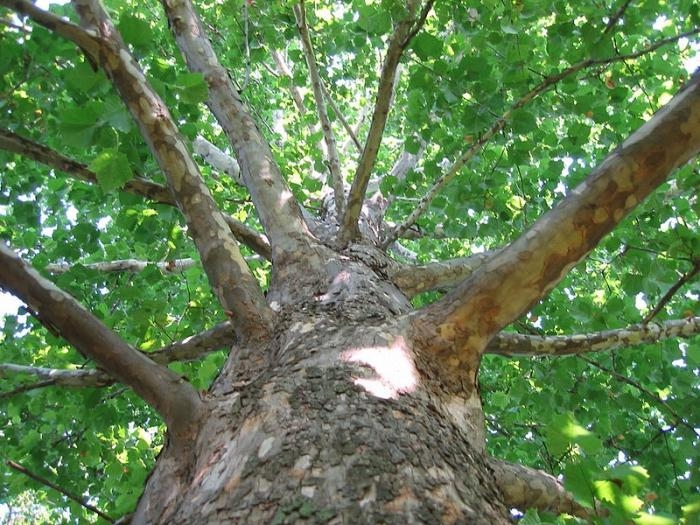 Yunusoboddagi bir necha tup chinor daraxti kesib tashlandi