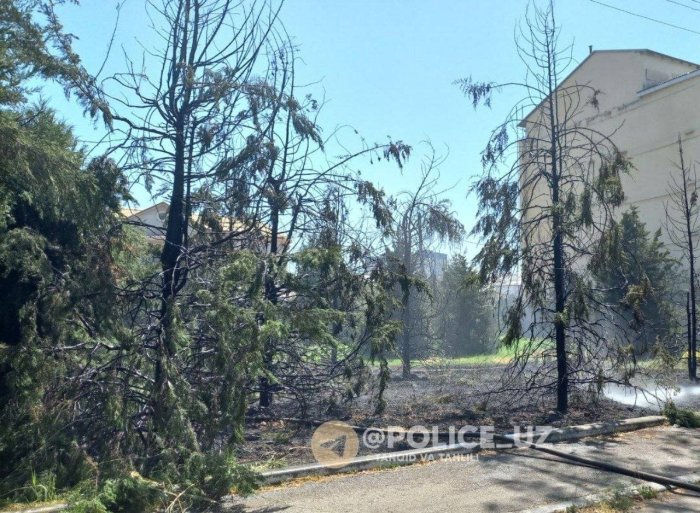 Yakkasaroy tumanida daraxtlar yondi